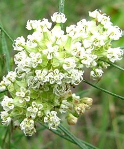 Whorled Milkweed - Asclepias verticillata - 25 Seeds, 1/10 Gram - FR6