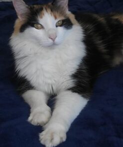 Taste Of The Wild Rocky Mountain Grain-Free Dry Cat Food With Roasted Venison & Smoke-Flavored Salmon 5lb 5 Pound (Pack of 1) 29 513Iz8E00aL