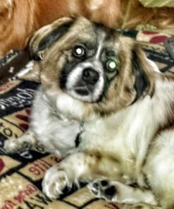 Kingdom Pets Duck Breast Jerky, Premium Treats for Dogs, 40 oz. Bag 47 513JPxFmNGL