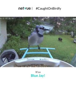 NETVUE Birdfy AI - Smart Bird Feeder with Camera, Free AI Forever, Auto Capture & Identify 6000+ Bird Species, Bird Videos for Birdwatching, Ideal Gift for Bird Lover Blue 39 513nV6TD8L