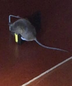 Snap-E 12-001-00-1 6 Pack Mouse Trap, Black 29 513rRpMvS0L