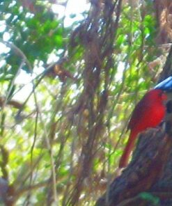 Roamwild PestOff Red Squirrel Proof Cardinal Bird Feeder Mixed Seed Sunflower Heart Version - RED - 3LBS Seed Capacity – 20.5”x7.5”x7.5” (w/Hanger) 29 513vbrt3a2L