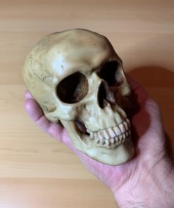 Grinning Highly Realistic Replica Human Skull Statue Home Décor 6.5x4.25x4.6" 33 51403fNjxFL