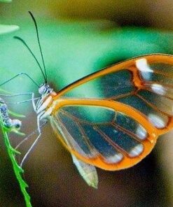 Ansice-- Analog Indoor CCTV Surveillance 3.6mm Lens Mini Case Security Camera 750TVL CMOS with Filter CCTV Hidden Motion Detective wide 2.1-3.6mm lens case 3.6 21 514O7aVX9NL