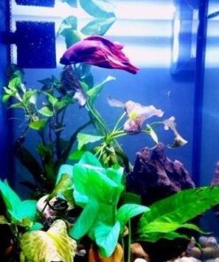 Fluval SPEC Freshwater Aquarium Kit, Aquarium with LED Lighting and 3-Stage Filtration, 2.6 Gallon, Black, Large Breeds 2.6 Gal. 48 514ZbVDOw0L