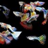 WorldwideTropicals Live Freshwater Aquarium Fish - 5-Pack of Mixed Color Male Guppies - by Live Tropical Fish - Great For Aquariums - Populate Your Fish Tank! 39 514cO56U2KL