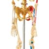 Learning Resources Skeleton Model, Miniature Model, Easy to Manipulate, 41-Piece Model, Ages 8+ Multi-color, 9.2 inches tall 11 51615eWfSiL