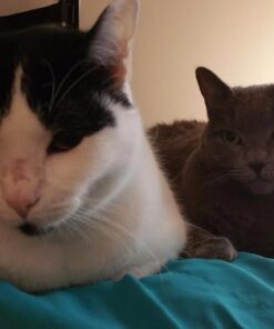 Arm Hammer Clump Seal Litter Multi-Cat Complete Odor Sealing Clumping Clay Cat Litter, 28lb 41 5168HPCVJ L