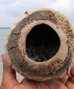 Rubber-Cal "Herringbone" Coir Boot Scraper Brush, 2.5 by 12 by 13-Inch (10-100-009), Tan 19 516AFO9z0PL