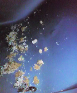 Omega Paw Self-Cleaning Litter Box 20''L x 23''W x 19''H 7 516ATsWMcOL