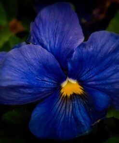 Tiffen 67UVP 67mm UV Protection Filter 23 516ELJLesaL