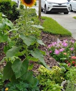 Seed Needs, Firecracker Sunflower (Helianthus annuus) Twin Pack of 85 Seeds Each 24 516FwY8qXRL