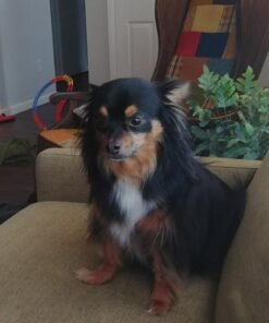 Wellness CORE Natural Grain-Free Small Breed Turkey & Chicken Dry Dog Food for Adult Dogs, High-Protein, USA-Made with Real Meat, 12-Pound Bag 12 Pound (Pack of 1) 33 516NEpb3lDL