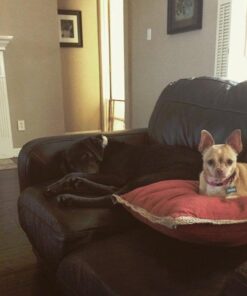 KONG - ZoomGroom - Dog Brush for Grooming and Shampooing - Red Brush for Large Dogs Standard Packaging 31 516Rd2GjdKL