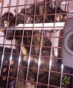 Petmate Compass Fashion Kennel Cat and Dog Kennel, 10-20 lb., Pearl White/Black, Made in USA 20.0"L x 12.5"W x 13.5"H 41 516sEy1RvrL