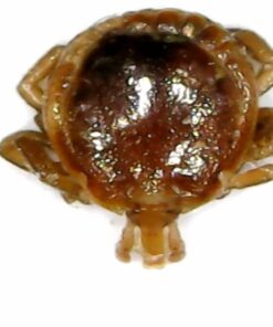 Jiusion WiFi USB Digital Handheld Microscope, 50 to 1000x Wireless Magnification Endoscope 8 LED Mini Camera with Metal Stand Compatible with iPhone iPad Mac Windows Android 55 5175e4fkhHL