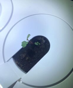 Click and Grow SGR24x3 Smart Garden Wild Strawberry Plant Pods, 3-Pack 33 5177Wy0M3ML