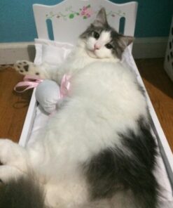 Badger Basket Toy Doll Bed with White Bedding and Personalization Kit for 20 inch Dolls - White Rose 31 517GE4PJOxL