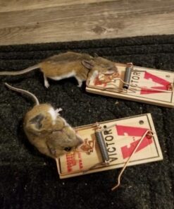 Victor m154 metal pedal mouse trap (8) 8 Traps 20 517fj8xB3GL