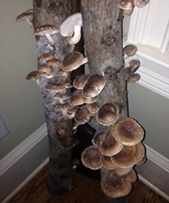 12" Mushroom Log DIY Shiitake Mushrooms Ready to Grow Your Own 14 517mP33K6dL