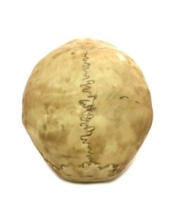 Grinning Highly Realistic Replica Human Skull Statue Home Décor 6.5x4.25x4.6" 29 517w6g2A YL