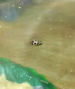 Insect Lore Live Ladybug Growing Kit Toy -unisex-children Original Ladybug Land 38 517yff5SelL