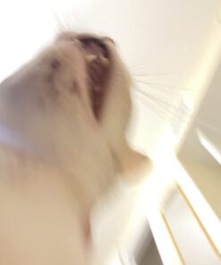 Pet MD Topical Wipes for Cleansing - with Aloe for Cats and Dogs - 50 Count 47 518 aqy3DvL