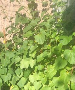 Hydrofarm HGN30S Flexible String, 5' x 30', Trellis Netting, 3.5" Mesh, White 5' x 30' Trellis Netting 3.5" Mesh, woven 17 518726Sai5L