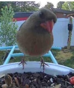 NETVUE Birdfy AI - Smart Bird Feeder with Camera + Solar Panel, Free AI Forever, Auto Capture & Identify 6000+ Bird Species, Bird Videos for Birdwatching, Ideal Gift for Bird Lover Solar Blue 45 518BME8haBL 1