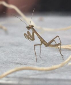 BioLogic Company, Inc. Praying Mantis Egg Cases - 2 Extra Large Cases 43 518L9uVVo8L