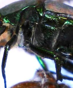 Celestron 44313 Micro Fi Wi-Fi Microscope (Gray) 20 518sv7UrlL