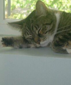 FRONTLINE Plus Flea and Tick Treatment for Cats Over 1.5 lbs., 3 Treatments 3 Doses 43 519D0v6ZhML