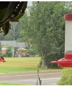 Kaytee Hummingbird ElectroNectar Wild Bird Food, Ready to Use, 64 Ounces 64 oz Ready To Use 28 519FR2UTjvL