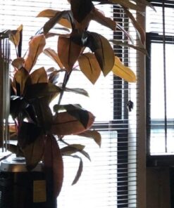 Nearly Natural 6580 Cordyline Silk Plant Real Touch, 5-Feet, Green 20 519Ttau0ZLL