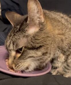 SHEBA PERFECT PORTIONS Cuts in Gravy Adult Wet Cat Food Tray, Delicate Salmon and Tender Whitefish & Tuna Entrée, Twin-Pack - 12 Count (Pack of 2) 12 Count (Pack of 2) 28 519gd shhzL