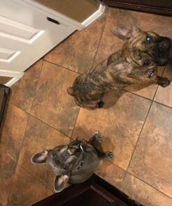 The Honest Kitchen Human Grade Dehydrated Grain Free Dog Food – Complete Meal or Dog Food Topper – Chicken 10 lb (makes 40 lbs) 10 Pound (Pack of 1) 45 519oxqHZvML