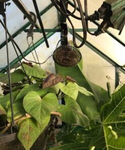 Comfort Zone 6 INCH - 2 Speed - Adjustable Tilt, Whisper Quiet Operation Clip-On-Fan with 5.5 Foot Cord and Steel Safety Grill, Black 19 519z3oZX bL