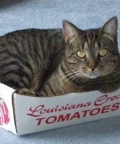 Arm & Hammer Clump & Seal Litter, MultiCat 19lb Box 19 Pound Multicolor 29 51AamjaEc7L