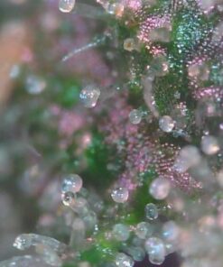 Dino Lite USB Hanheld Digital Microscope, 10x-220x Magnification 0.3MP/1.3MP/5.0MP True Resolution, Windows/Mac/iOS/Android Software Included, Supports PC, Tablet, Mobile Devices 36 51AoPFzJFwL