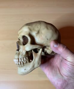 Grinning Highly Realistic Replica Human Skull Statue Home Décor 6.5x4.25x4.6" 34 51ArxpdQrmL