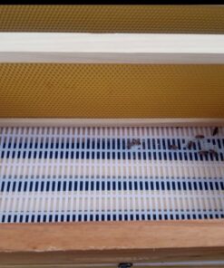 Mann Lake Bee-Pro Patties with Pro Health, Ready-to-Feed High Protein Pollen Substitute, Beekeeping Supplies, 10 lb 10 Pound (Pack of 1) 31 51B8A8pUW L