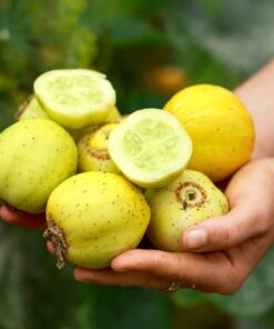 Lemon Cucumber Seeds for Planting,125+ Heirloom Seeds Per Packet, (Isla's Garden Seeds), Non GMO Seeds, Botanical Name: Cucumis sativus 'Lemon', Great Gift for Home Garden 14 51BMFirsSBL