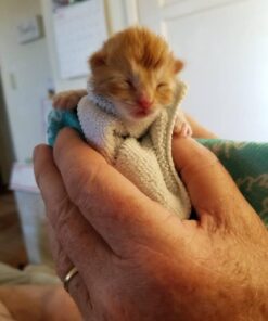 PetAg KMR Kitten Milk Replacer Powder - Prebiotics and Probiotics for Newborn to 6 Week - 12 oz Powdered Drink Mix 12 Ounce (Pack of 1) 25 51BNypiWucL