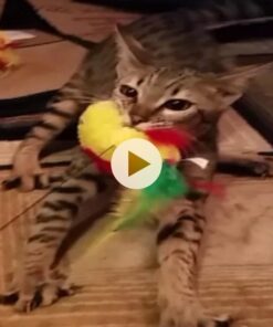 SPOT by Ethical Products A-Door-Able Plush Bird Cat Toy with Feathers – Interactive Cat Toy for Indoor Cat – with Catnip 4.5" 21 51Bis60 DHL