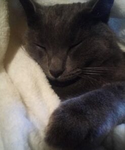 Purina Fancy Feast Grilled Wet Cat Food Seafood Collection in Wet Cat Food Variety Pack - (24) 3 oz. Cans Seafood Variety Pack - 24 Ct. 3 Ounce (Pack of 24) 42 51Bt77k2zRL