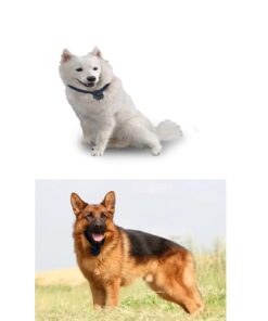 New Digital Pet Collar Cam Camera DVR Video Recorder 15 51BuuhFrsS