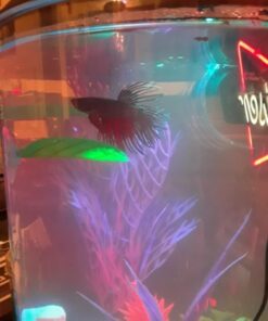 Seachem Prime Fresh and Saltwater Conditioner - Chemical Remover and Detoxifier 500 ml 34 51C4aaIz44L