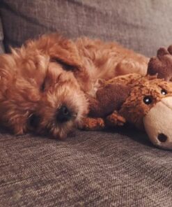 KONG - Cozie Marvin Moose - Indoor Cuddle Squeaky Plush Dog Toy - for Small Dogs Gold,brown 25 51CESST5XkL