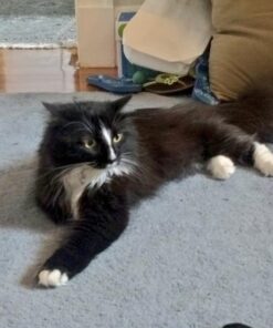 Coastal Pet Safari Cat Shedding Comb - Prevents Hairballs - Daily-Use Cat Deshedding Brush - For Cats with Short and Long Hair - One Size 31 51CMFZ81M9L