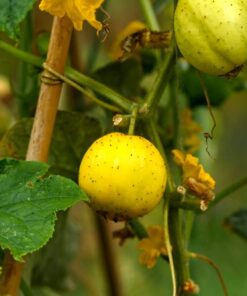 Lemon Cucumber Seeds for Planting,125+ Heirloom Seeds Per Packet, (Isla's Garden Seeds), Non GMO Seeds, Botanical Name: Cucumis sativus 'Lemon', Great Gift for Home Garden 13 51CQpo8yxCL